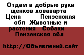 Отдам в добрые руки щенков ховаварта › Цена ­ 200 - Пензенская обл. Животные и растения » Собаки   . Пензенская обл.